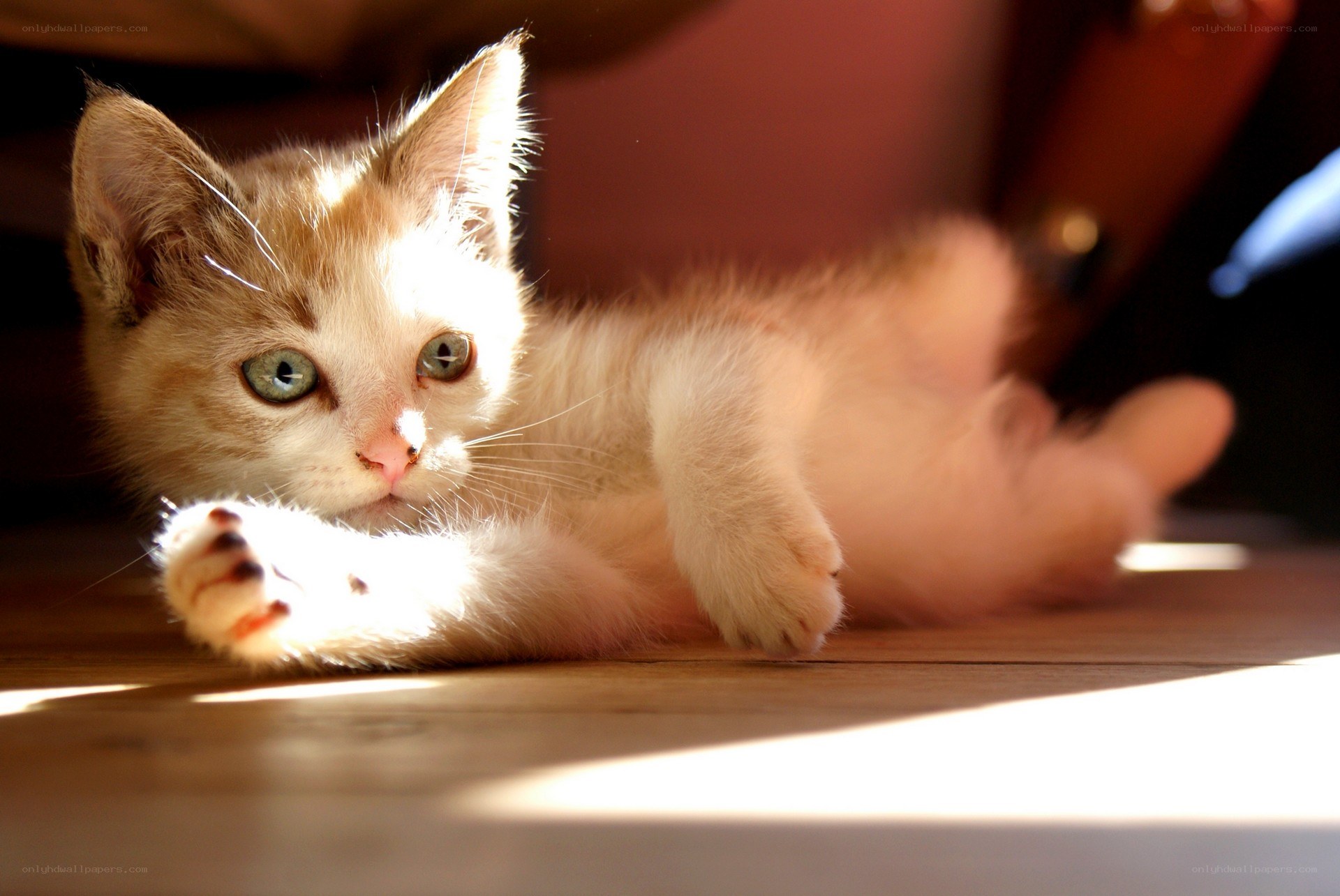 kitten in sunbeam