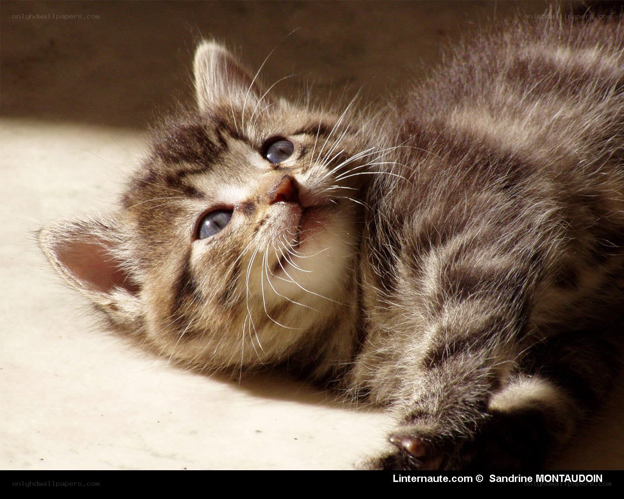 kitten in sunbeam