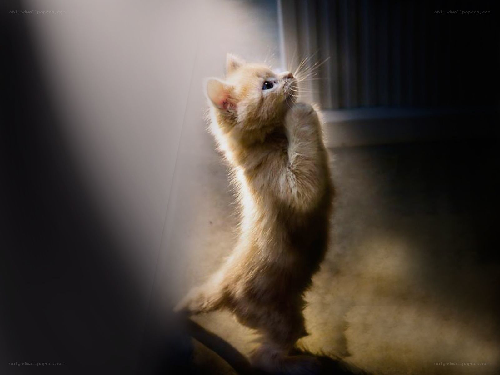 kitten in sunbeam