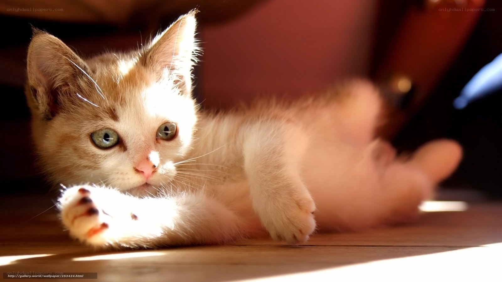 kitten in sunbeam