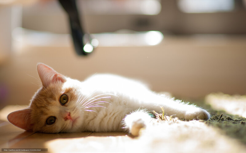 kitten in sunbeam