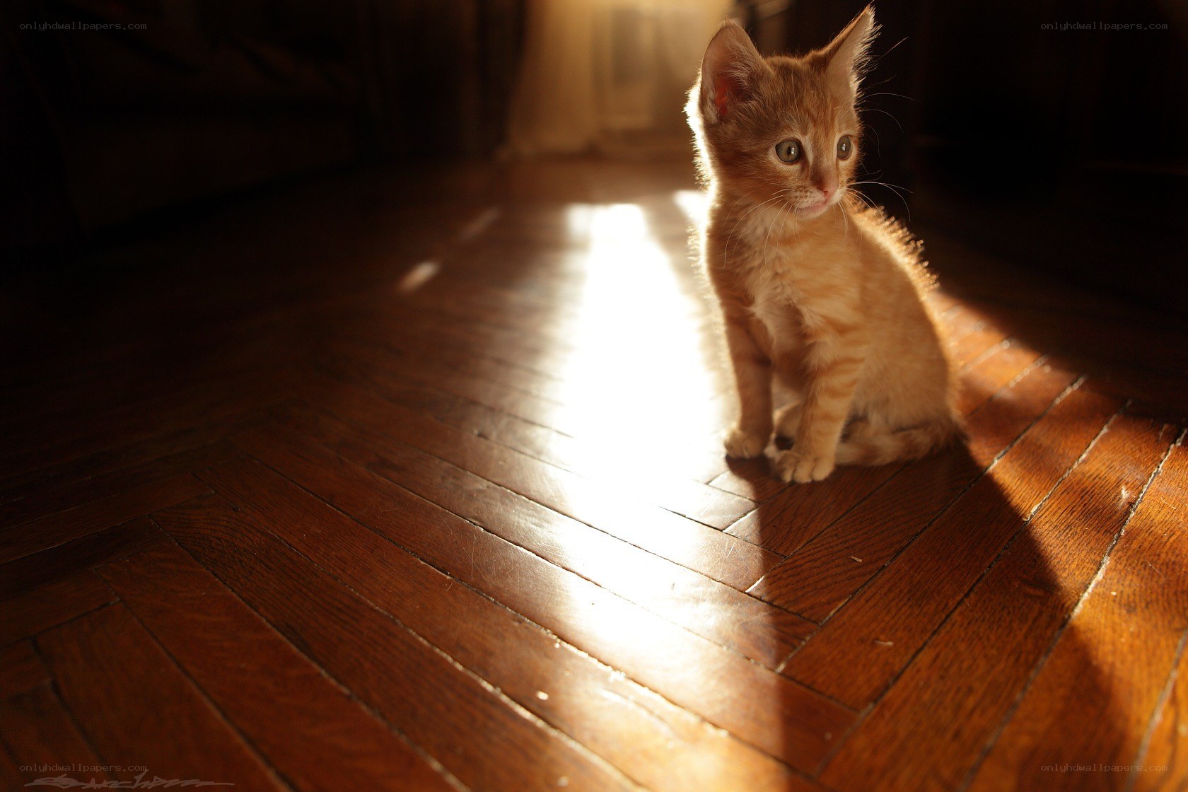 kitten in sunbeam on floor