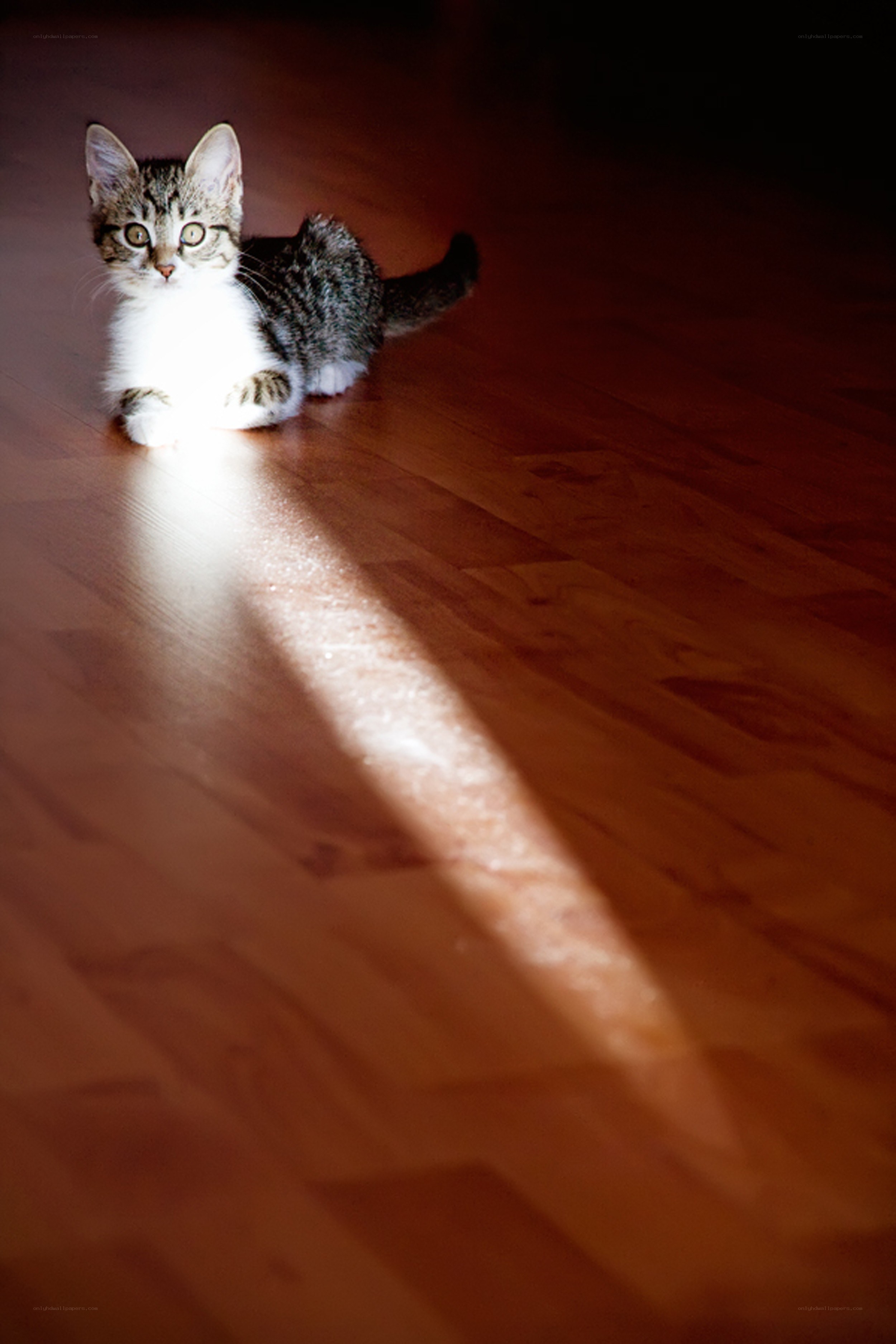 kitten in sunbeam on floor