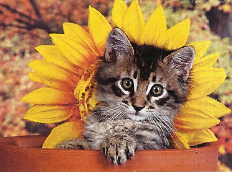 Kitten in Sunflower