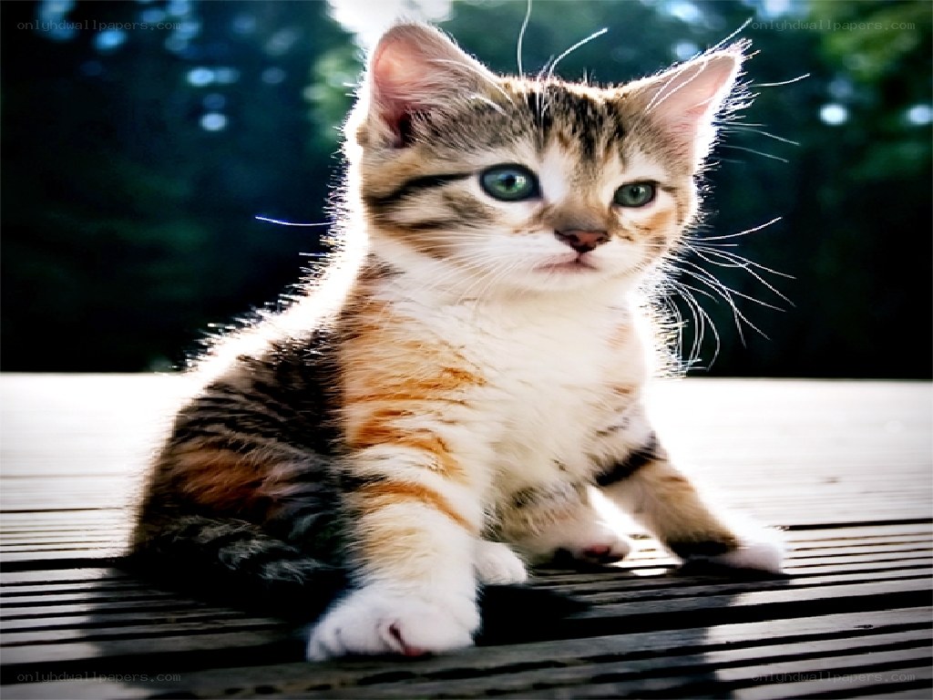 kitten in sunlight