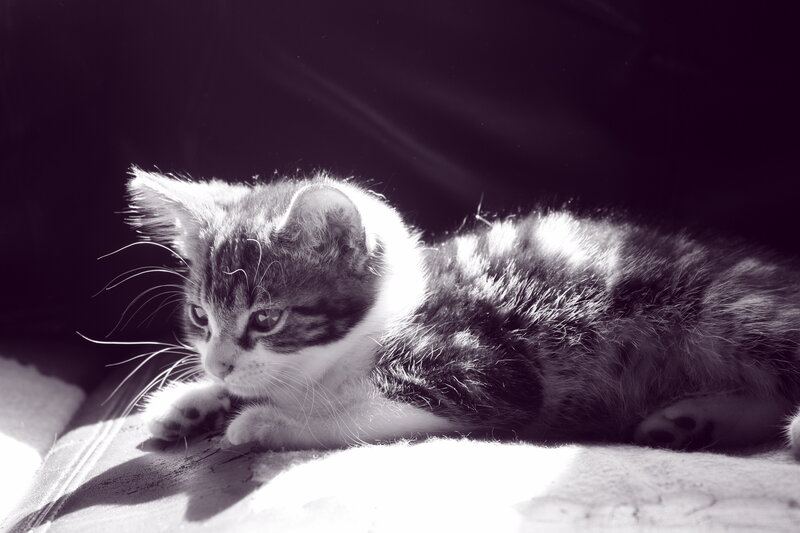 kitten in sunlight