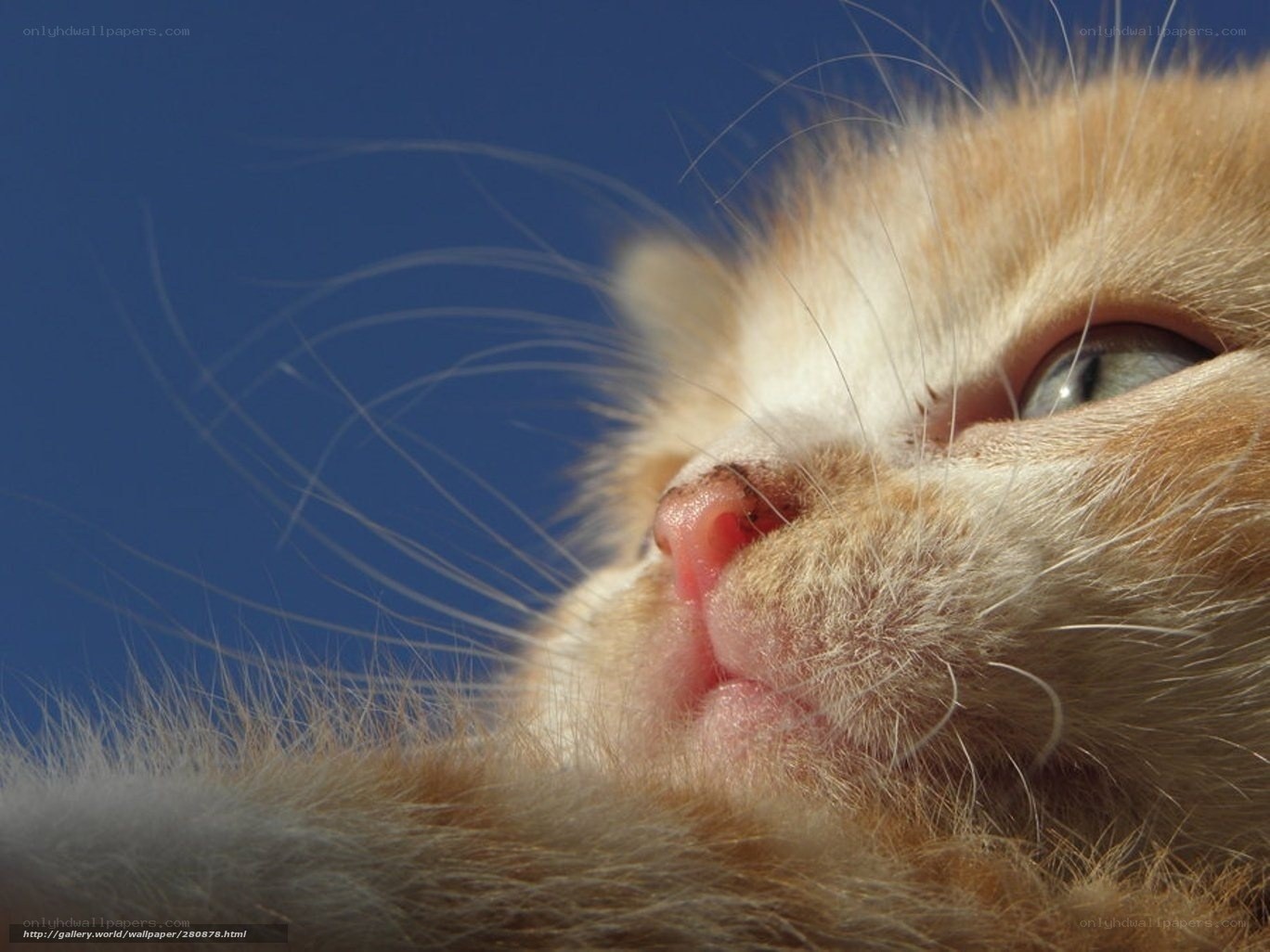 kitten in sunlight