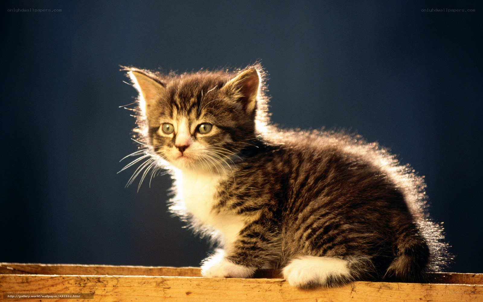 kitten in sunlight