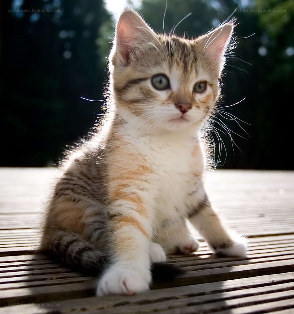kitten in sunlight