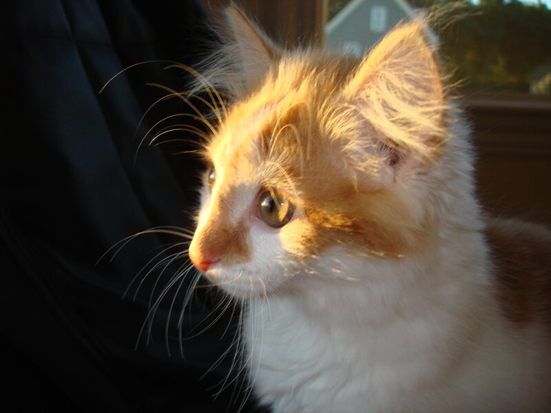 kitten in sunlight