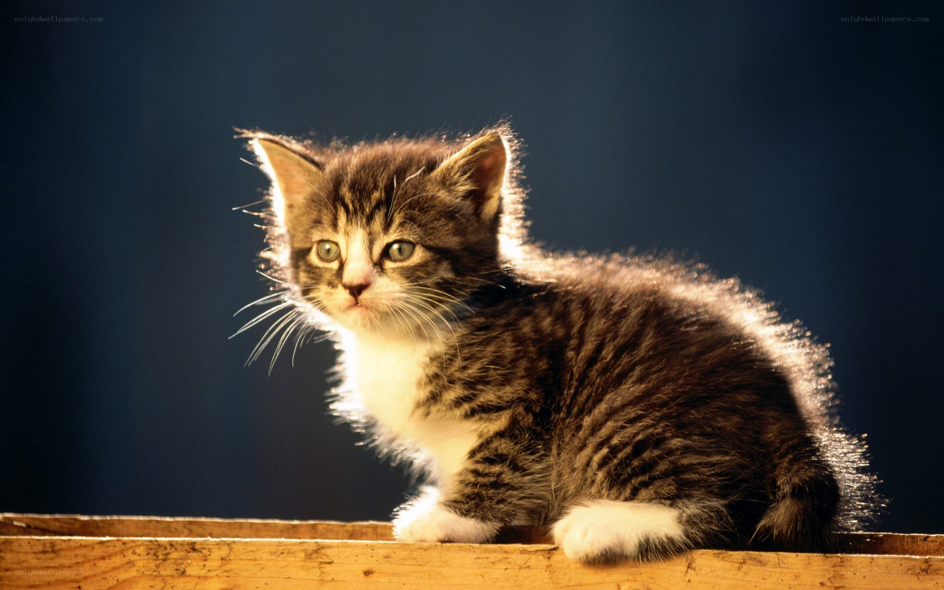 kitten in sunlight