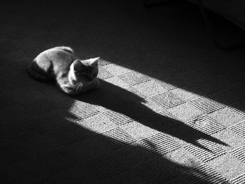 Kitten in Sunlight — Black