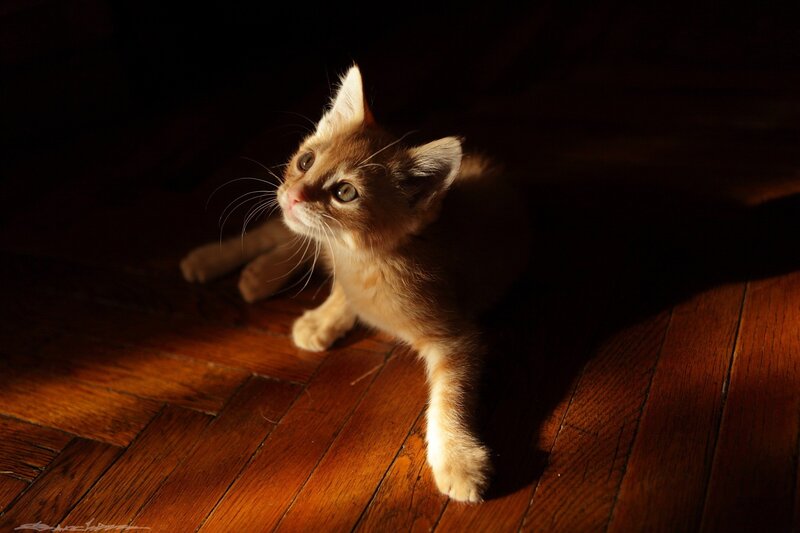 Kitten in Sunlight — Brown