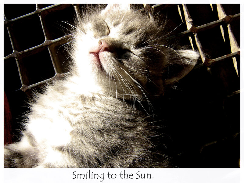 Kitten in Sunlight — Gray