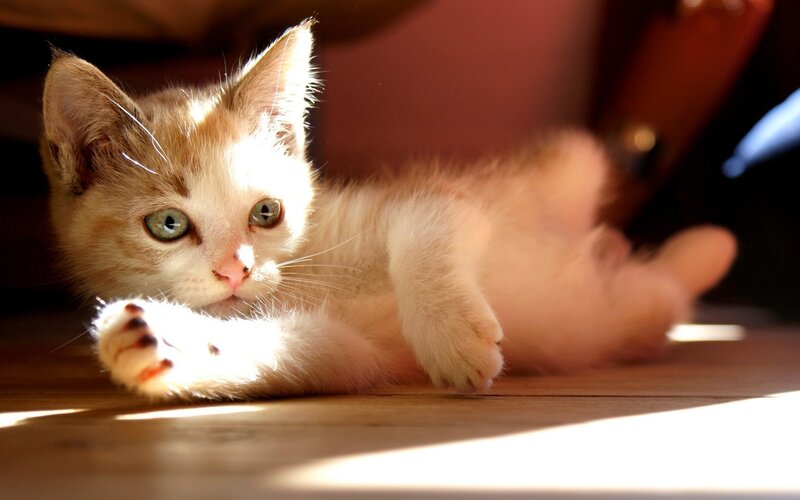 Kitten in Sunlight — White, Calm, Afternoon