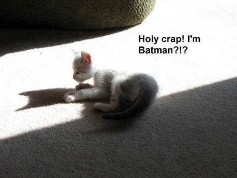 Kitten in Sunlight — White, Dramatic
