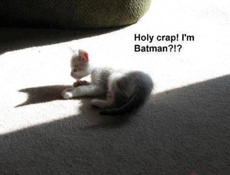 Kitten in Sunlight — White