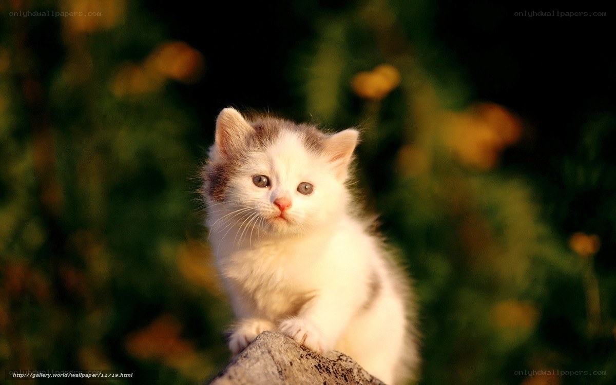 kitten in sunlight