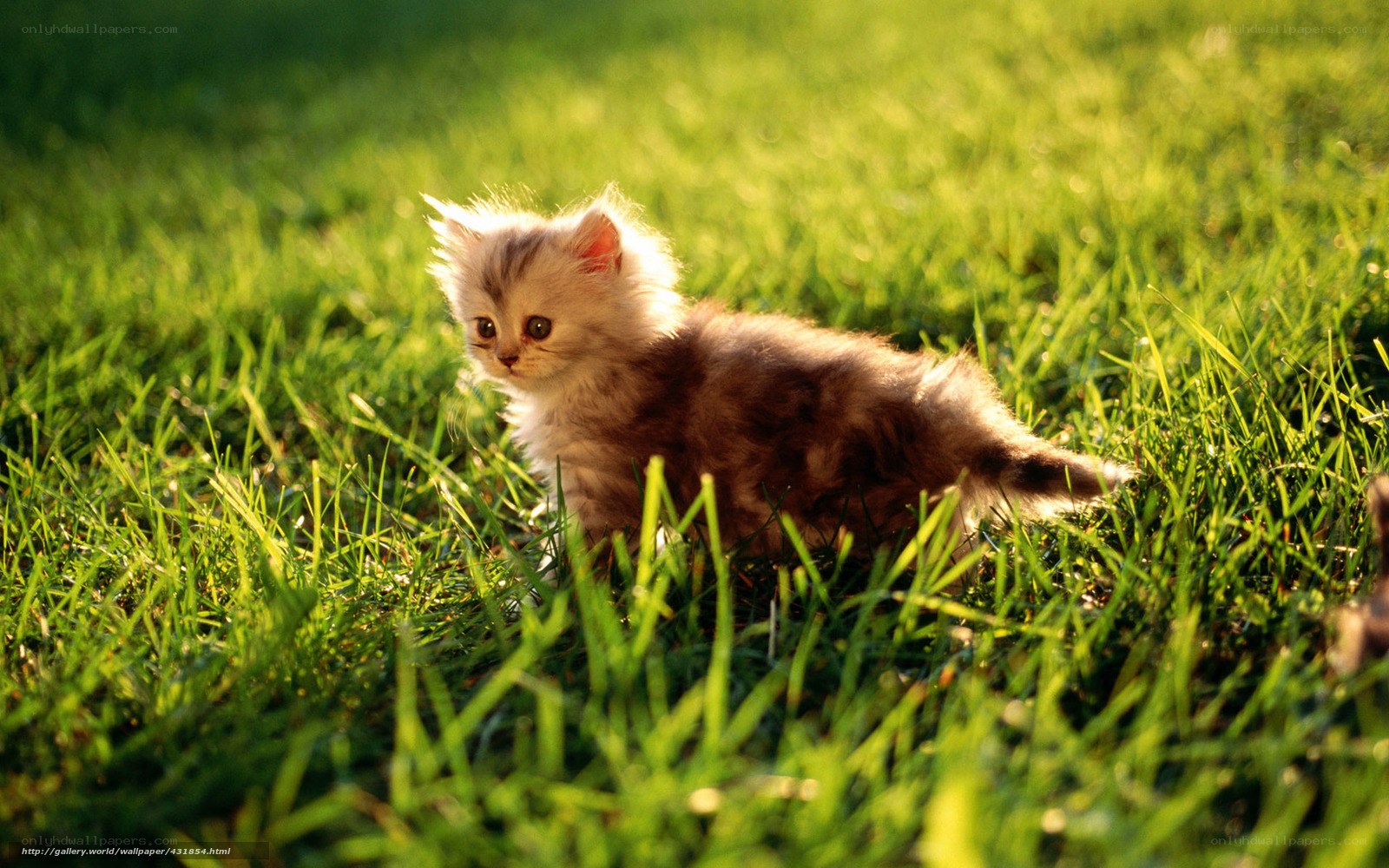kitten in sunlit grass