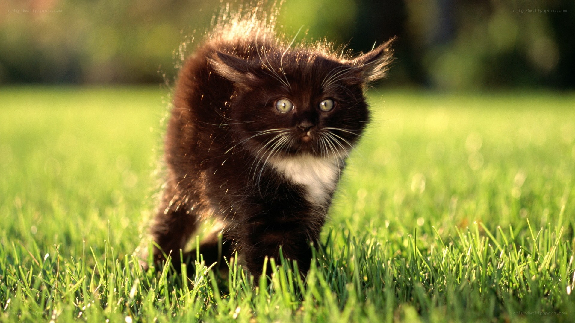 kitten in sunlit grass