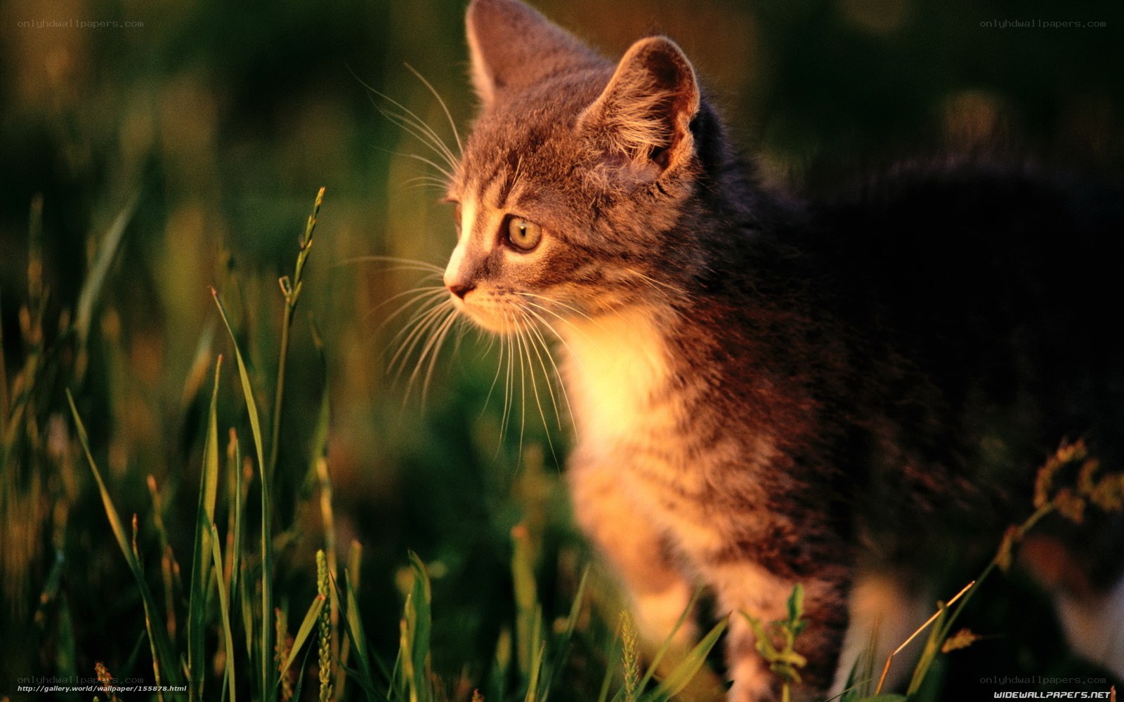 kitten in sunlit grass