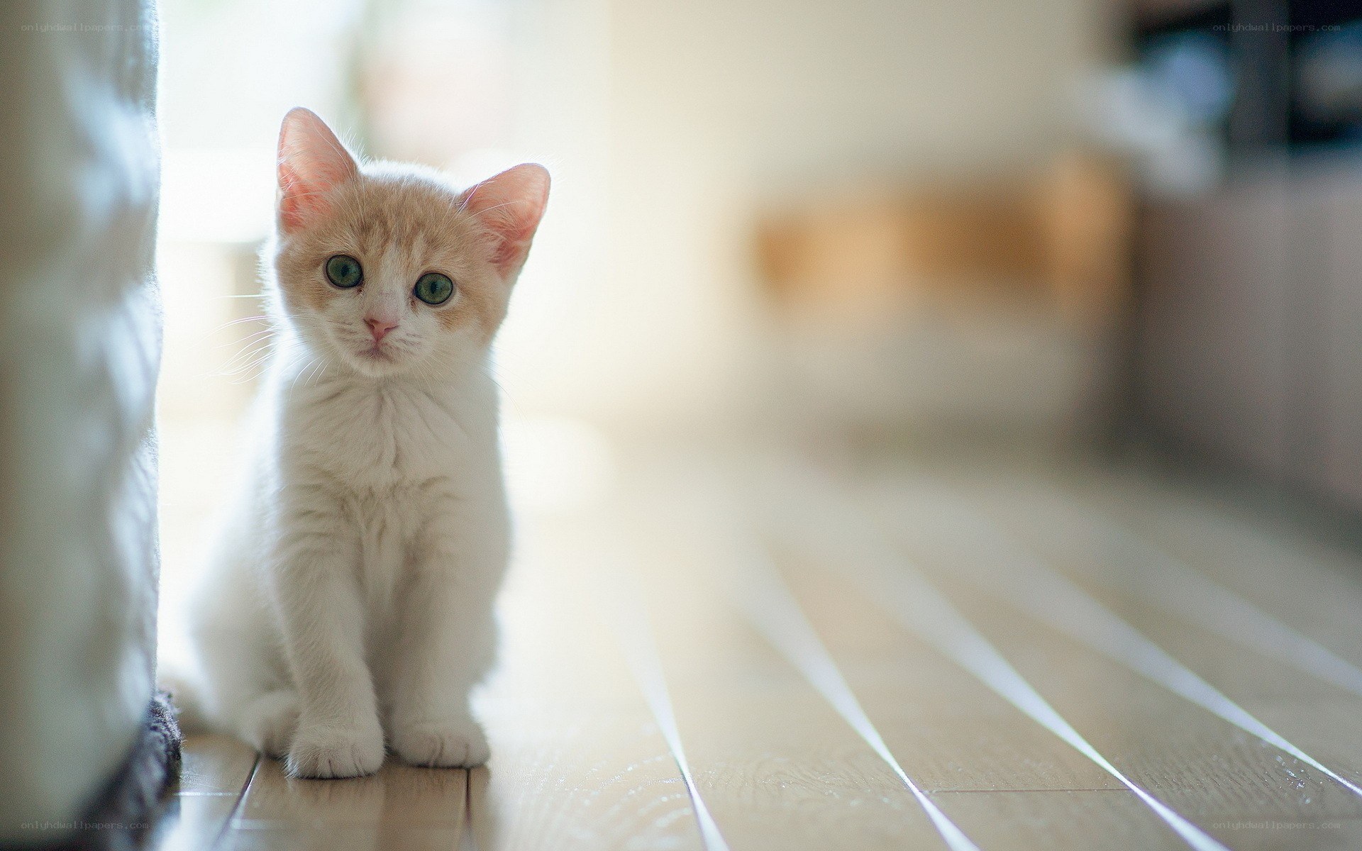 kitten in sunlit room