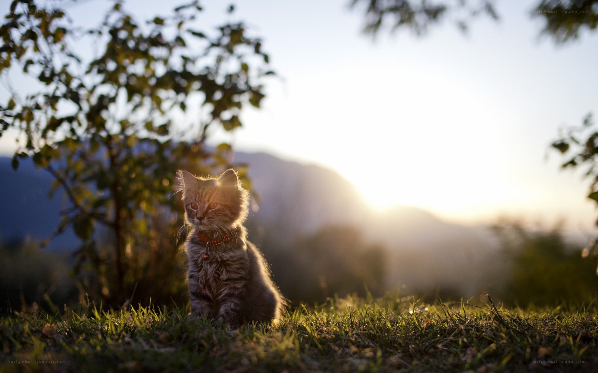 kitten in sunset light