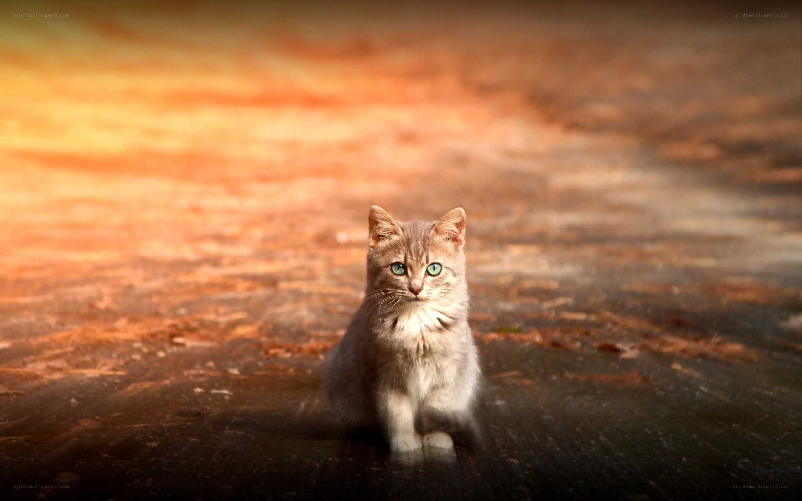 kitten in sunset light