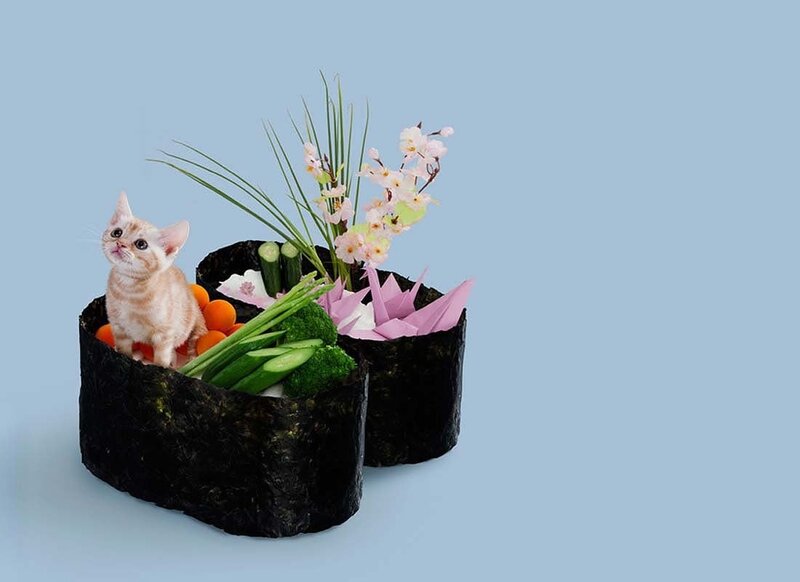 Kitten in Sushi Container