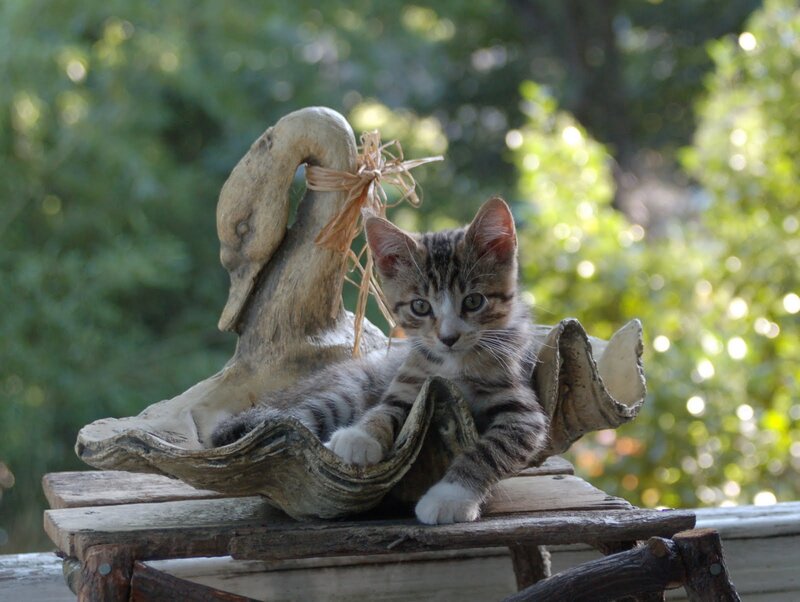 Kitten in Swan Sculpture