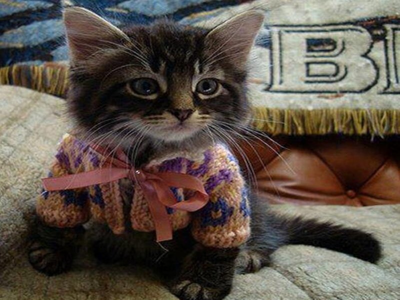 Kitten in Sweater
