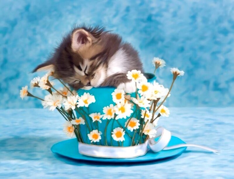 Kitten in Teacup — Blue