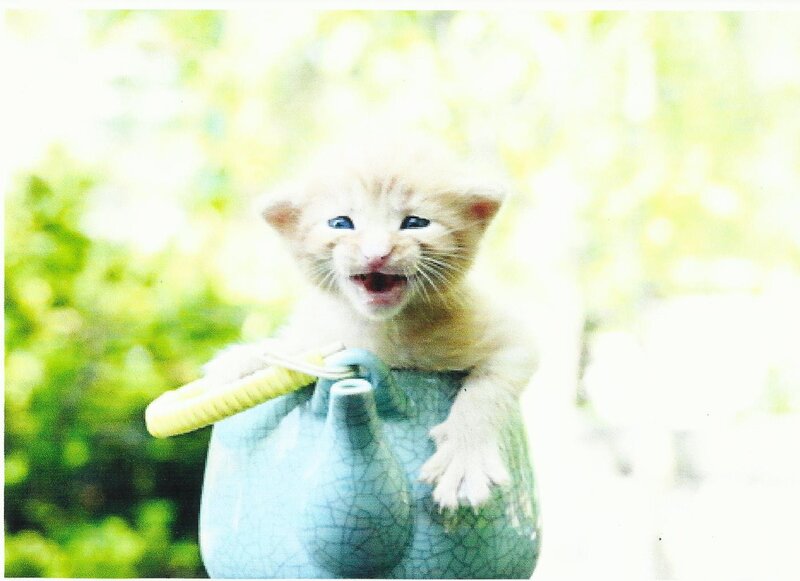 Kitten in Teapot