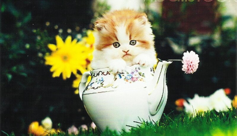 Kitten in Teapot — White