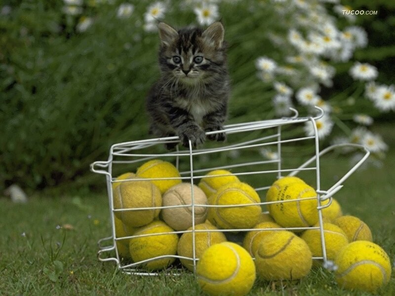 Kitten in Tennis Ball Basket