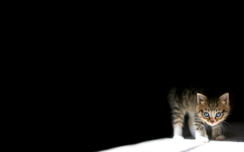 kitten in the dark