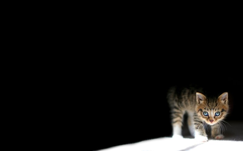 kitten in the dark