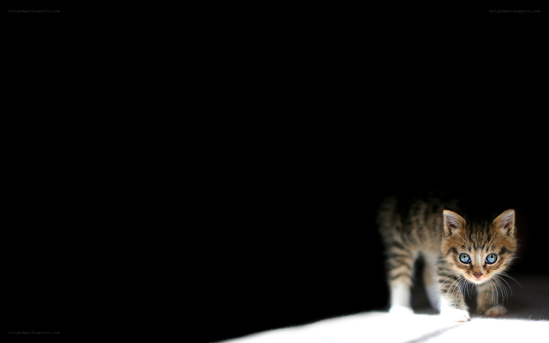 kitten in the dark