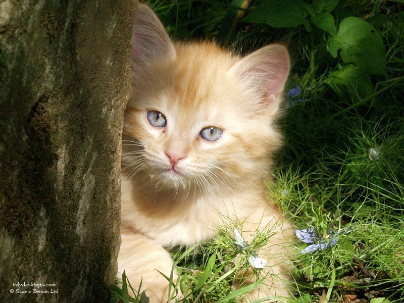 kitten in the garden