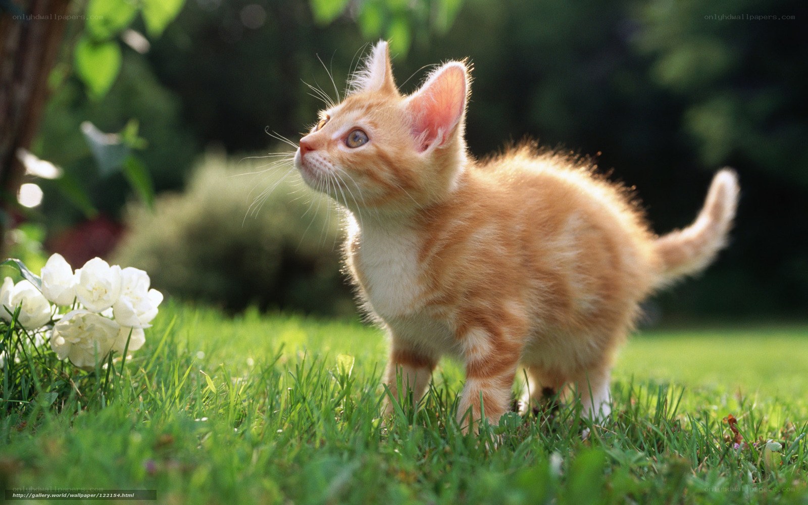 Kitten in the garden