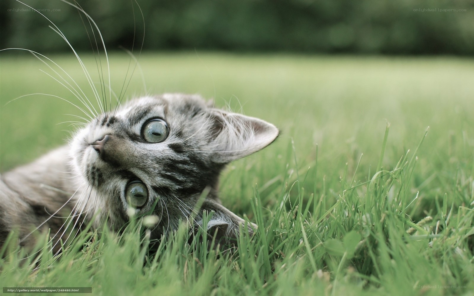 kitten in the grass
