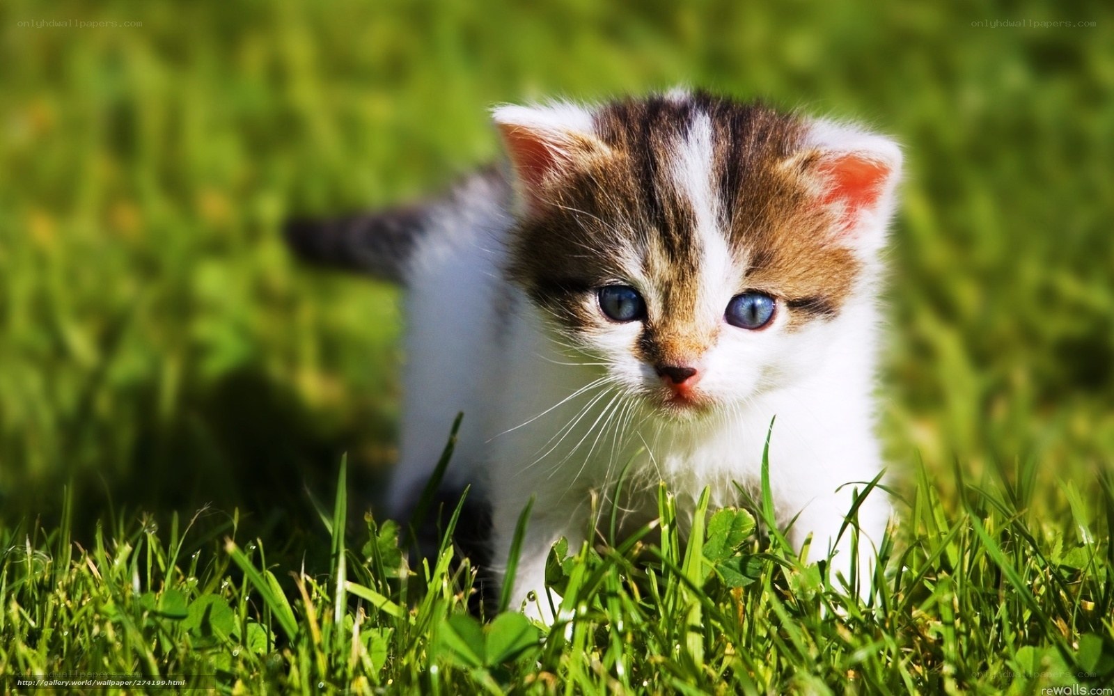 kitten in the grass