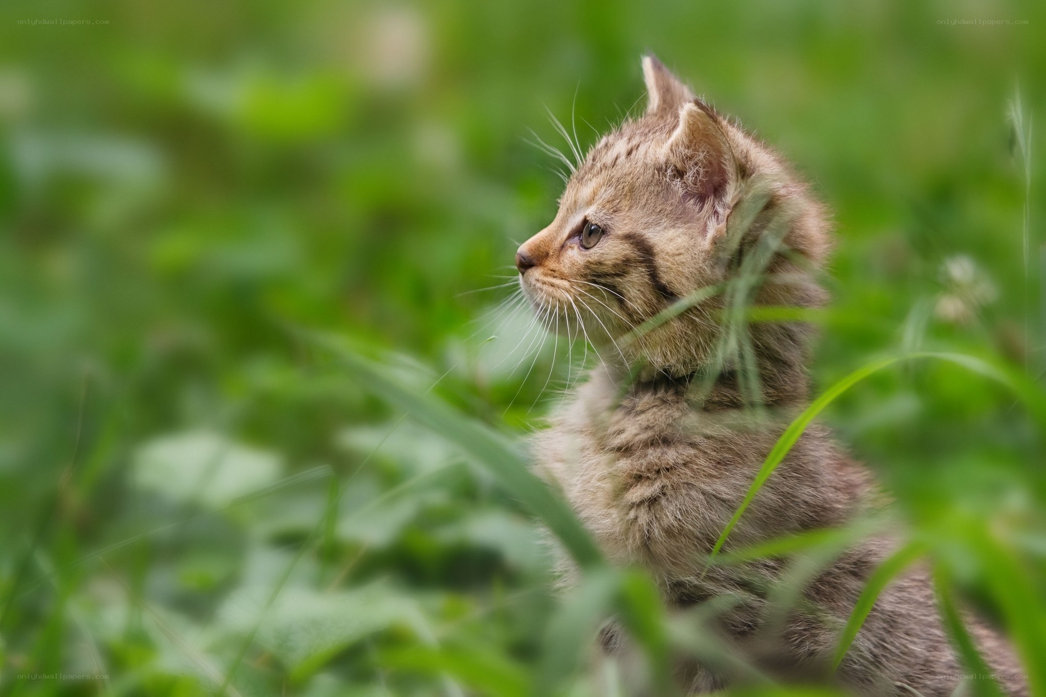 kitten in the grass