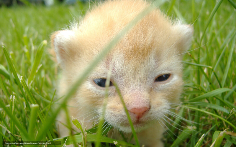 kitten in the grass
