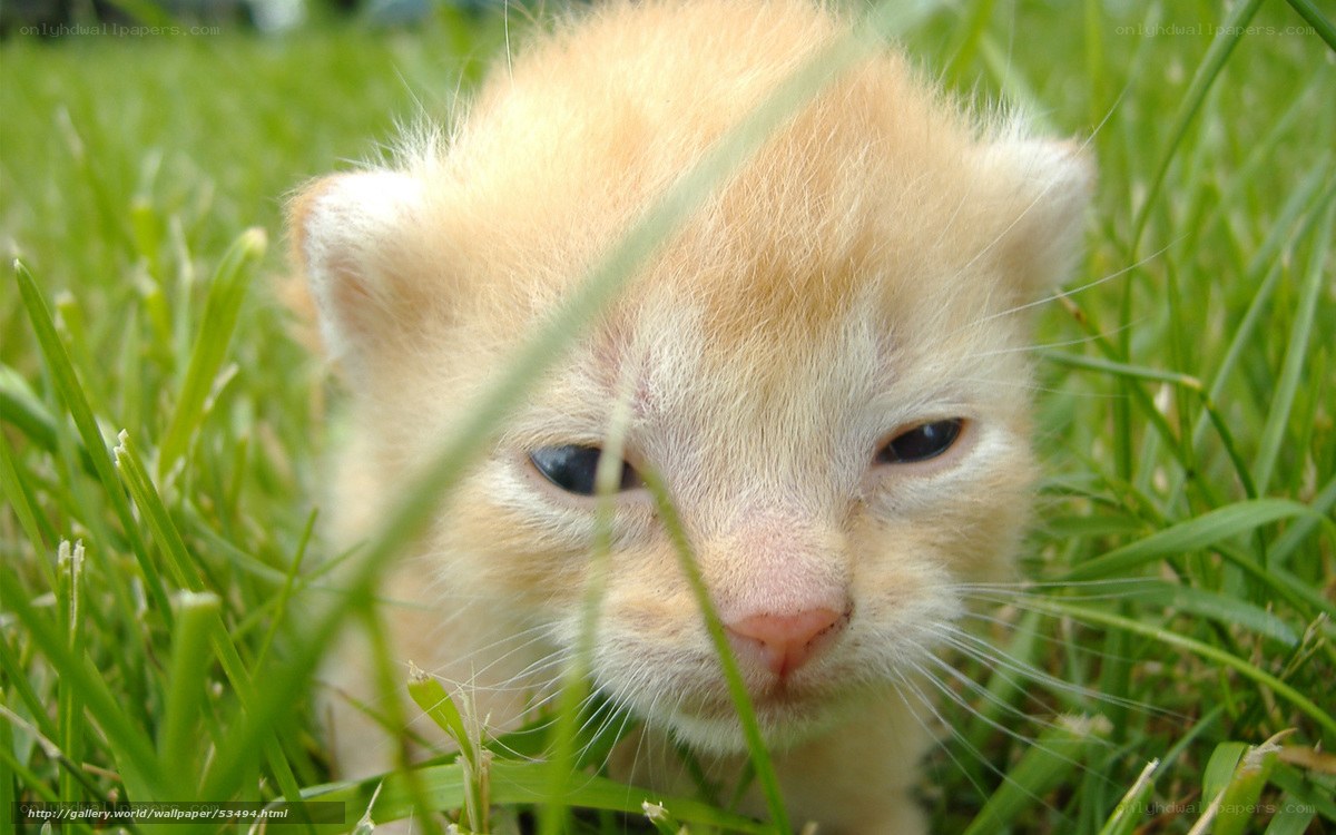 kitten in the grass