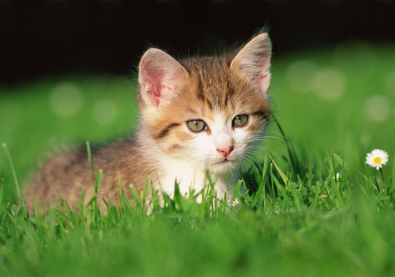 kitten in the grass