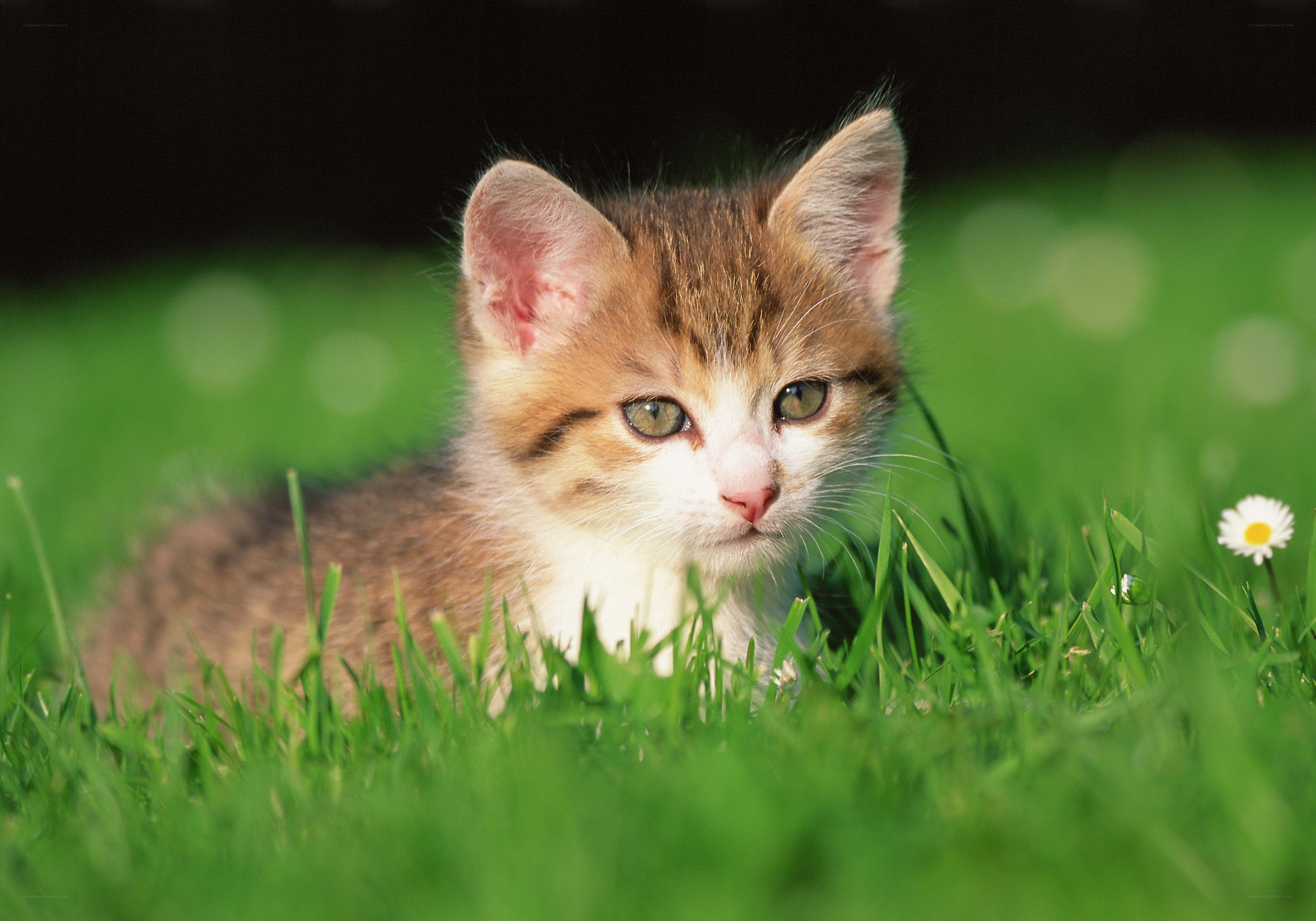 kitten in the grass