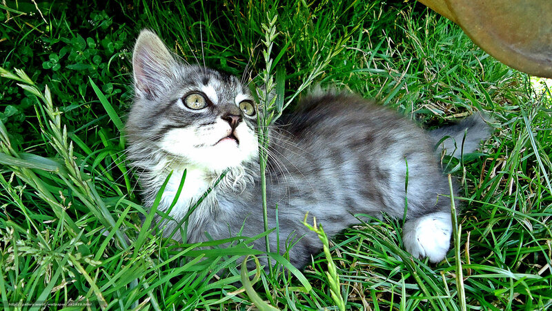 kitten in the grass