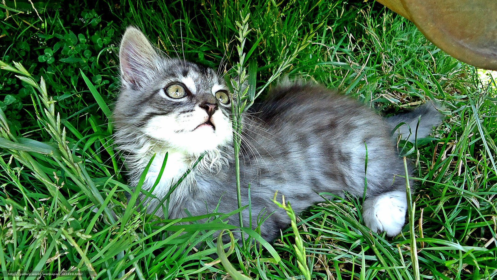 kitten in the grass