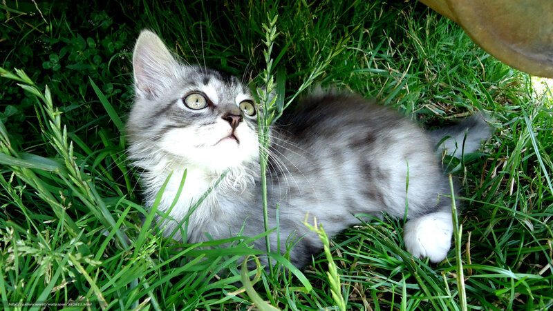 kitten in the grass